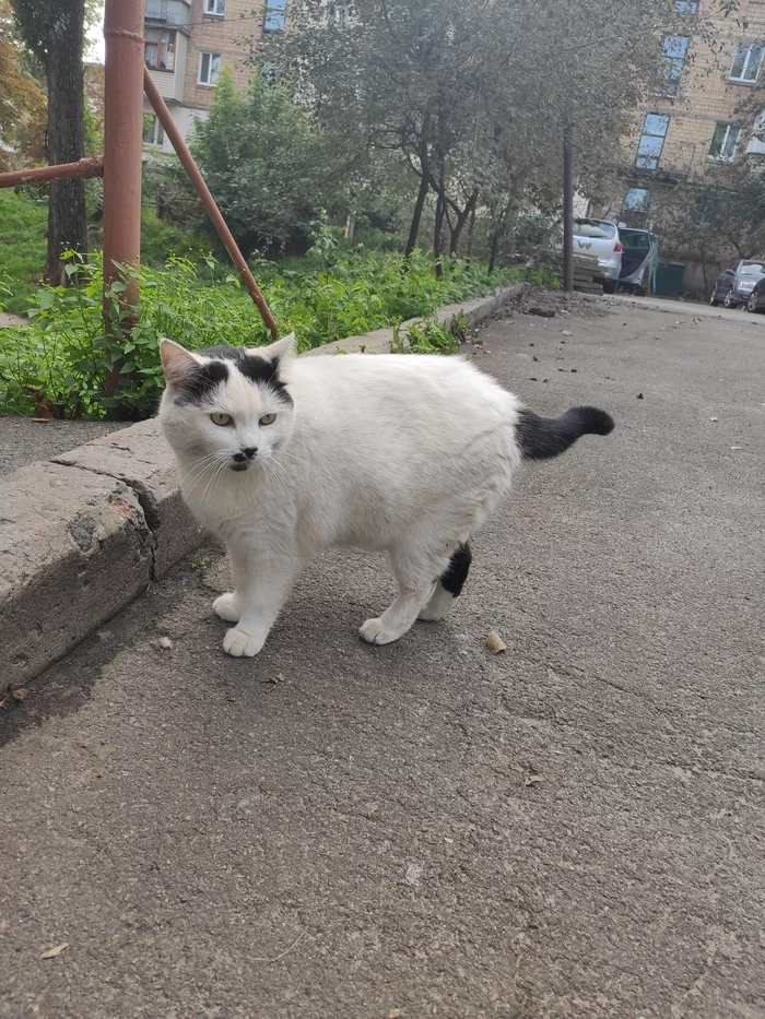 Yard cat 2.0 - My, The photo, cat, Longpost