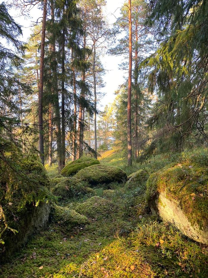 beauty - My, Forest, Story, Autumn, Nature, beauty of nature