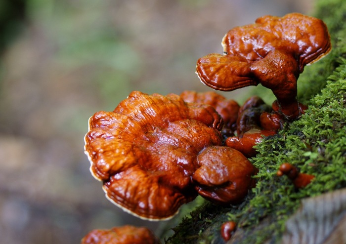 Гриб Рейши (Ganoderma Lucidum) Рейши, Грибы, Длиннопост