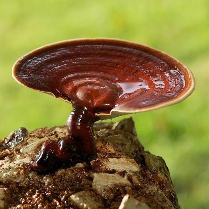 Гриб Рейши (Ganoderma Lucidum) Рейши, Грибы, Длиннопост