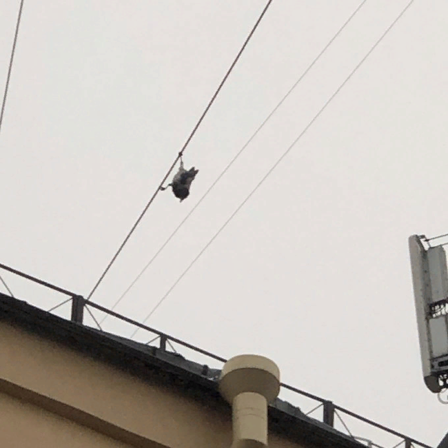 Crow hanging upside down baffled netizens - news, Crow, Acrobat, Acrobatics
