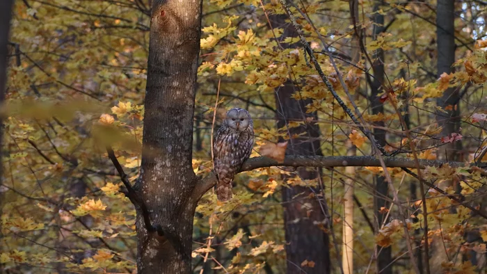 Great-tailed owl in Kuneevsky forest, Tolyatti - My, Owl, The photo, Long-tailed owl, Nature, Tolyatti