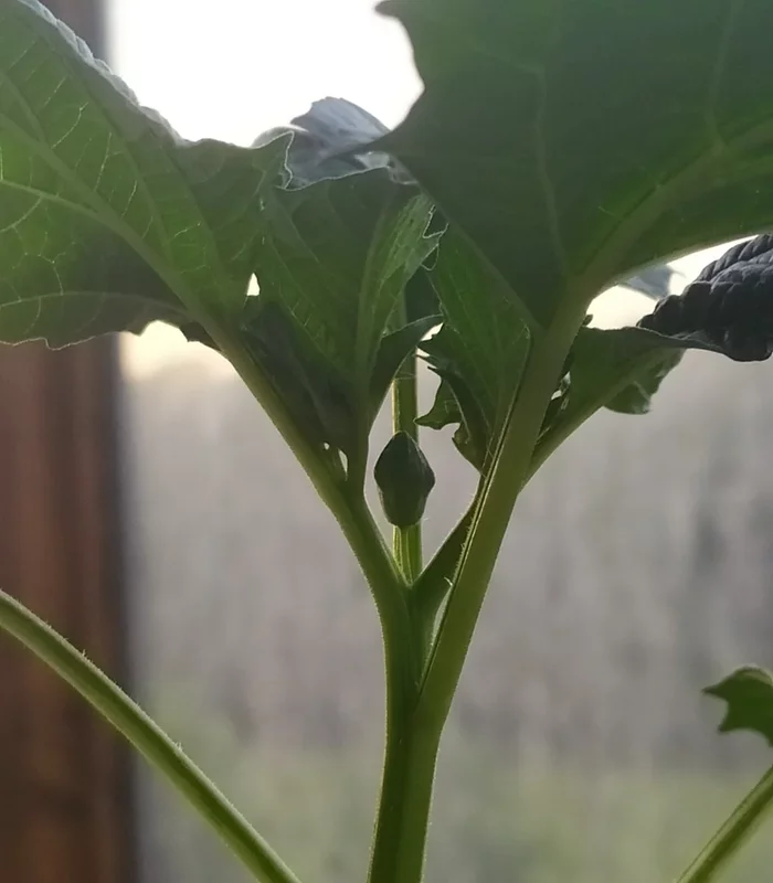 Growing vegetable physalis on the windowsill - My, Physalis, Growing, Fertilizers, Gardening, Vegetable garden on the windowsill, Idea for home, Houseplants, Longpost