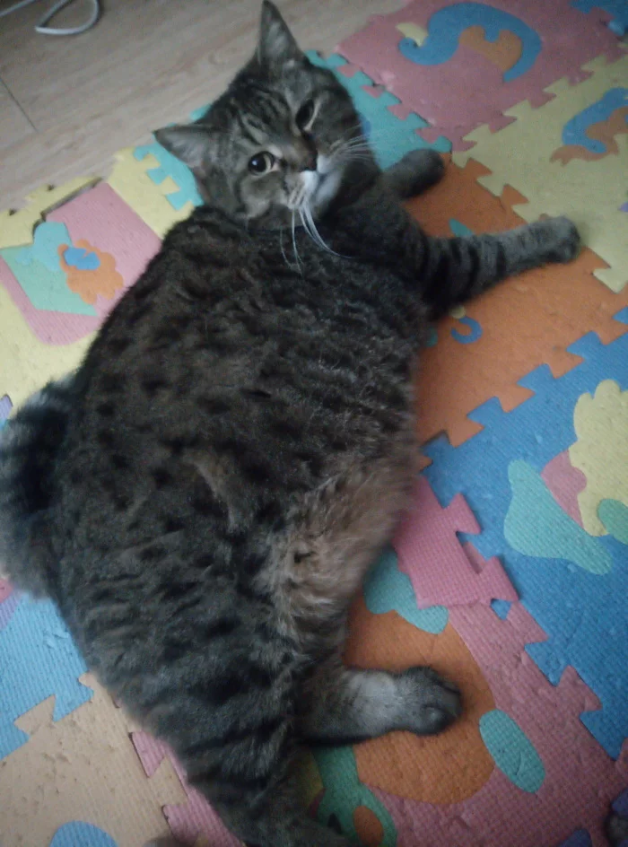 Toltopuz cat - My, cat, Thick, Milota, Longpost, Thick