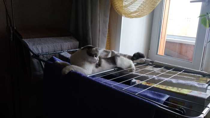 10 minutes difference - My, cat, Scottish lop-eared, Towel, Dryer