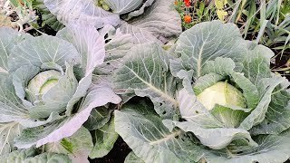 Late cabbage is a really LARGE COACH SIZE! - My, Cabbage, Garden, Head, Video blog, Video, Broccoli, Cauliflower