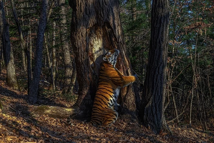 Embrace - The photo, Animals, Tiger, wildlife, Fir, Sergey Gorshkov