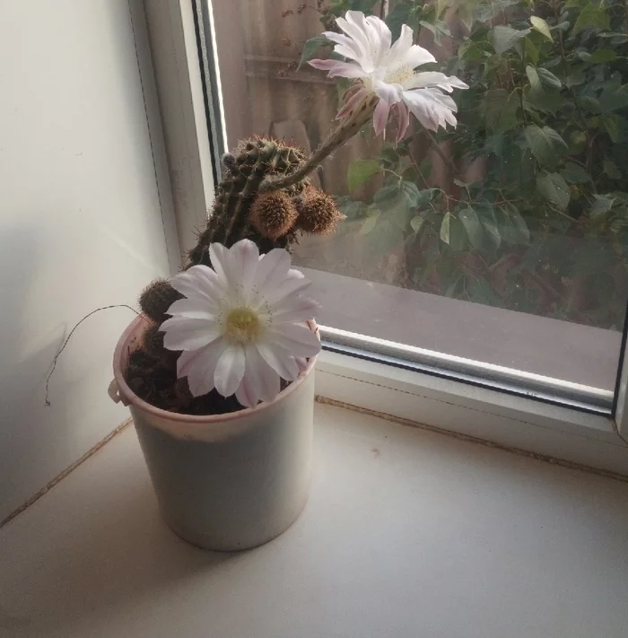 Rapid fire cactus - My, Flowers, Windowsill, Houseplants, Cactus