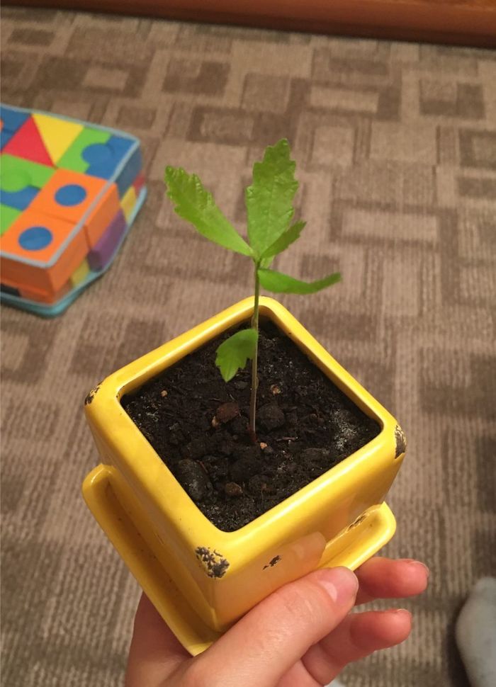 ������ ��������� ���