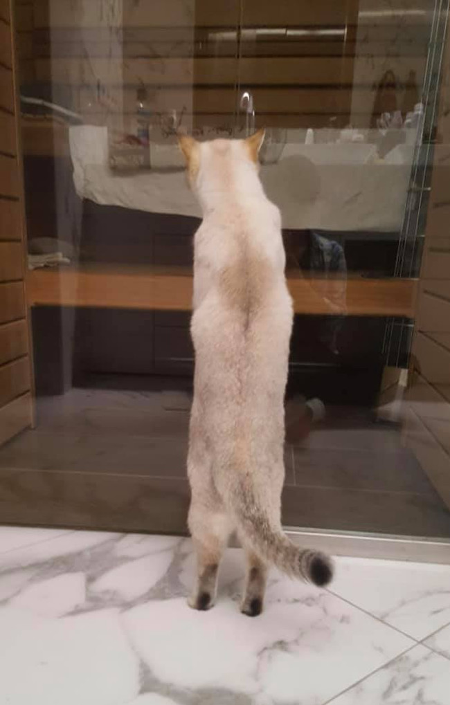 Пустите меня в сауну, гады!