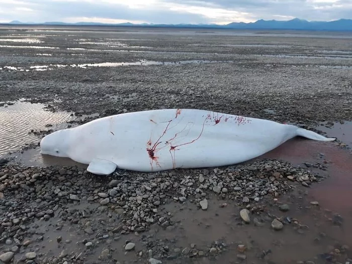 An employee of the Ministry of Emergency Situations carried out a successful operation to rescue three beluga whales in the Khabarovsk Territory - My, Khabarovsk region, Ministry of Emergency Situations, Animal Rescue, Positive, Beluga whales