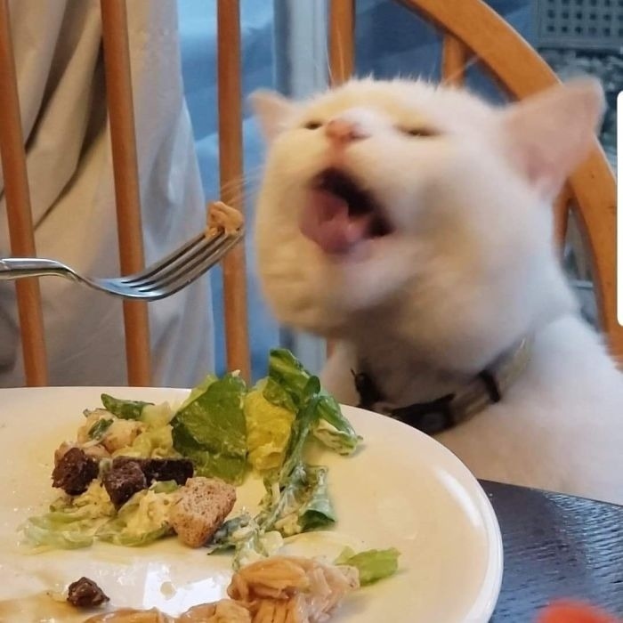 This is what the famous meme cat looks like. His name is Smudge and his main hate is vegetables. - Memes, cat, Longpost, Two women yell at the cat