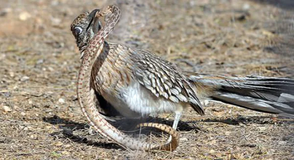 Road Runner: Fast or Dead - Birds, Nature, Yandex Zen, USA, Longpost, California Ground Cuckoo