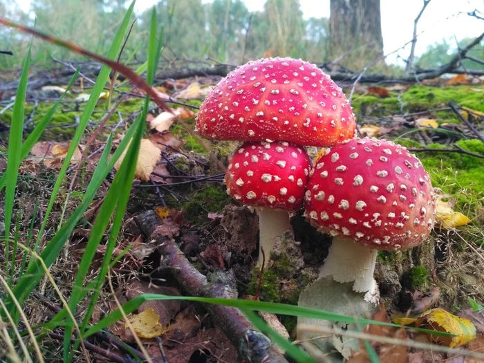 Mushrooms - My, Mushrooms, Xiaomi redmi Note 5, Leningrad region