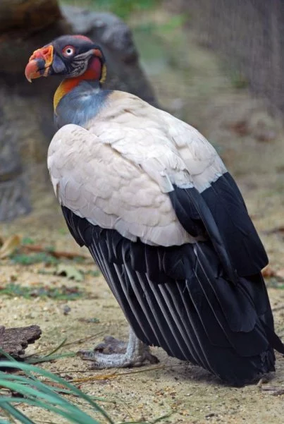 Feathered gluttons - Birds, Vulture, Scavengers, Coloring, USA, Nature, The national geographic, Longpost, Video