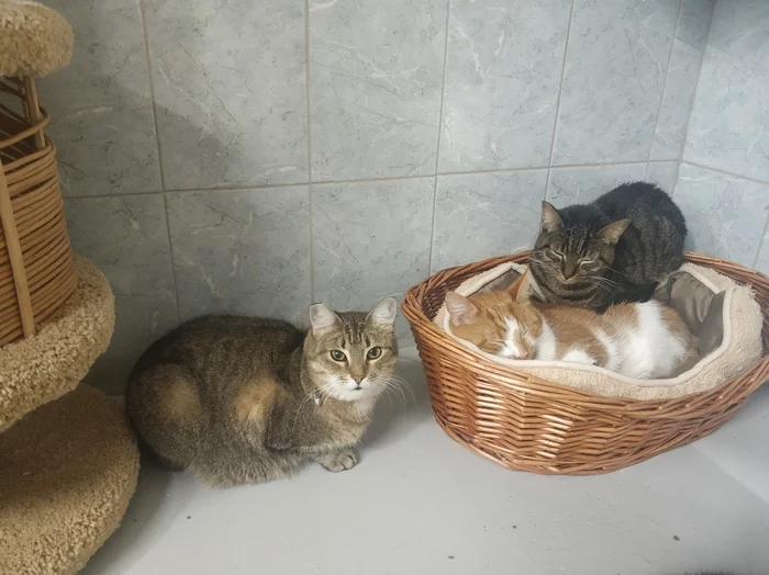 Devoted Heart - Longpost, Shelter, Animal shelter, cat, Saint Petersburg, My