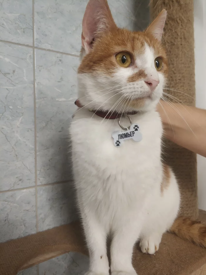 Devoted Heart - Longpost, Shelter, Animal shelter, cat, Saint Petersburg, My