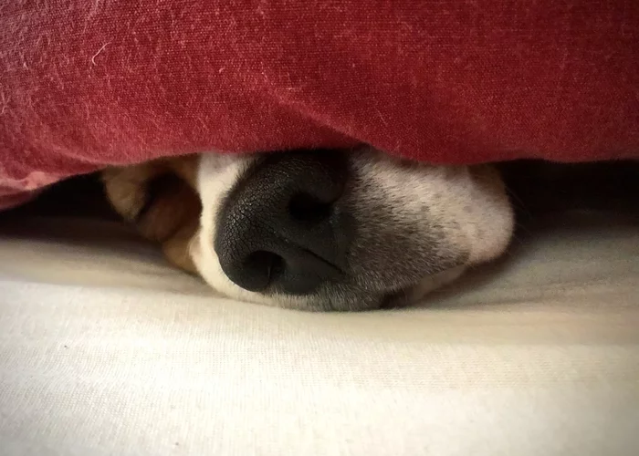 dog-nosed post - My, Milota, Dog, Beagle, Mobile photography, Nose