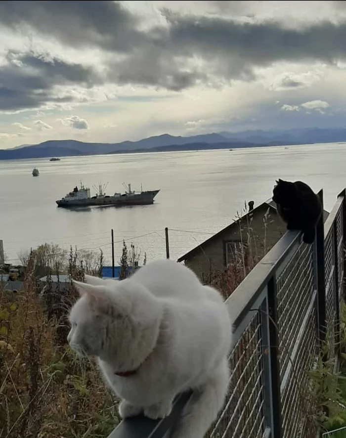 Dreamer - cat, Ship, Bay, Kamchatka