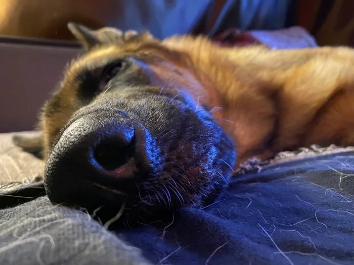 Muzzle... - My, Dog, nap