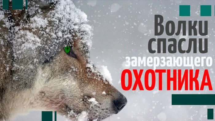 The story of how a pack of wolves saved a man from death - My, Hunting, Wolf, Siberia, Video, Longpost