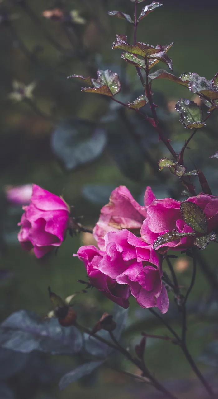 After the rain - My, The photo, Flowers, Drops, Nature, After the rain, Longpost