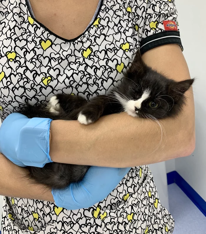 Reply to the post “Our baby, for whom we have been fighting for the second week, has received tests. VIC. We don’t know what to do. There is no more strength - My, cat, Kittens, Homeless animals, Animal Rescue, Pet, Pets, Help, Vic, Fluffy, Reply to post, Longpost