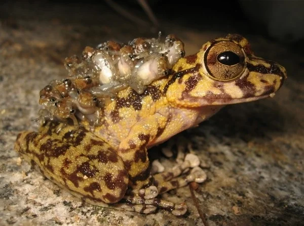 Hemiphractids: Chernobyl monsters are resting, or how other frogs grow from frogs - Frogs, Nature, Longpost, Trypophobia, Yandex Zen