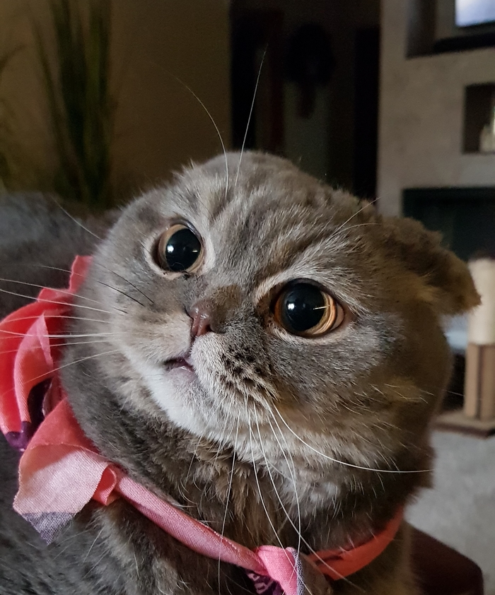 Москвичам рекомендовали меньше контактировать с домашними животными