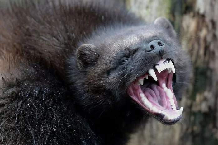 Cunning Devil of the North - why the wolverine never remains hungry - Wolverines, Animals, Predator, The beast, Video, Longpost