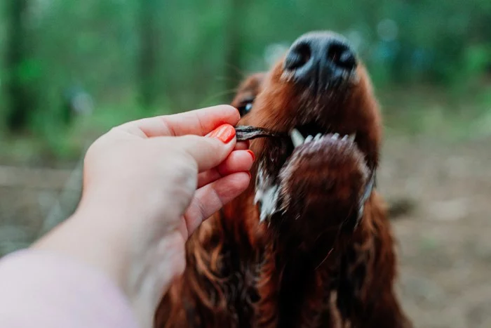 Drool Factory - My, Irish Setter, Drooling, Dog