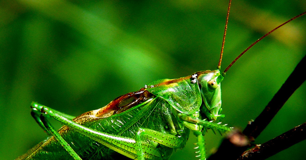 Кузнечик. Кузнечик певчий (Tettigonia cantans. 8. Кузнечик певчий (Tettigonia cantans). Кузнечик певчий зеленый. Певчяий кузнечиккузнечик.