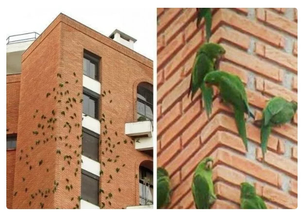 White-eyed aratinga: Why have flocks of rabid parrots been gnawing on a residential building for 10 years? - A parrot, Animals, Yandex Zen, Longpost, Parakeet