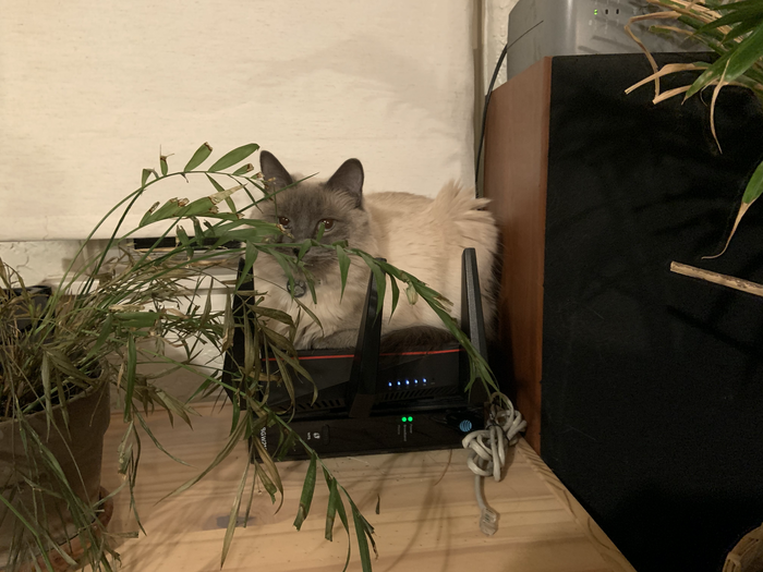 Моя кошка способна сидеть здесь часами...