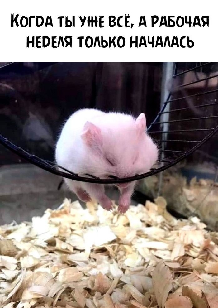 Понедельник...