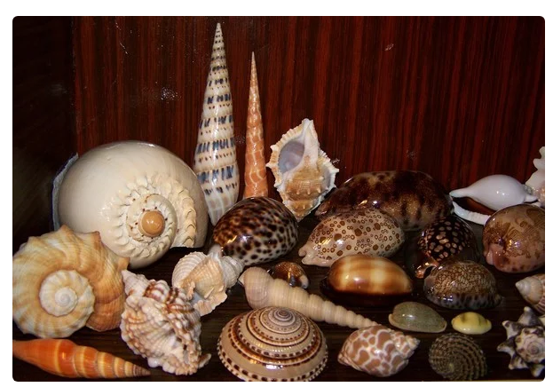 Раковины морских моллюсков: подборка картинок