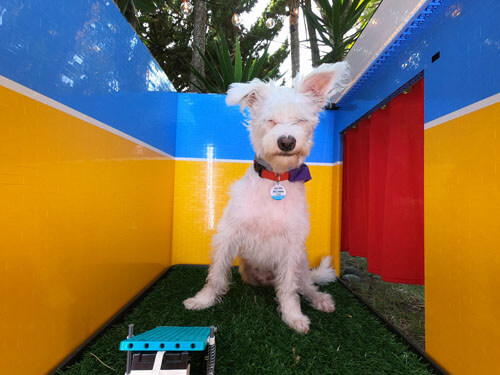 The owner gave her dog a photo booth, and the animal can now take selfies - Animals, Dog, Inventions, Photo booth, Lego