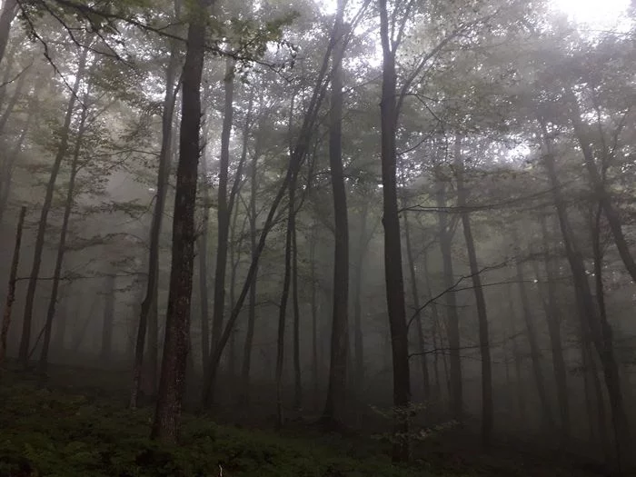 Dark Forest - My, Nature, Forest, Fog, Walk in the woods, The photo, Longpost