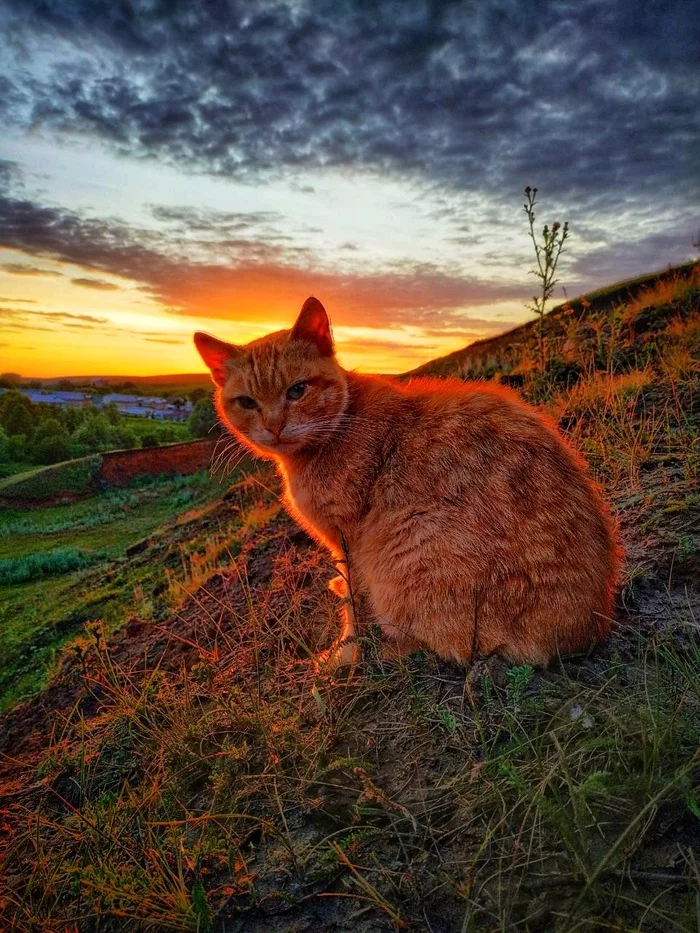 Вечерний кот - Деревня, Кот, Холмы, Фотография