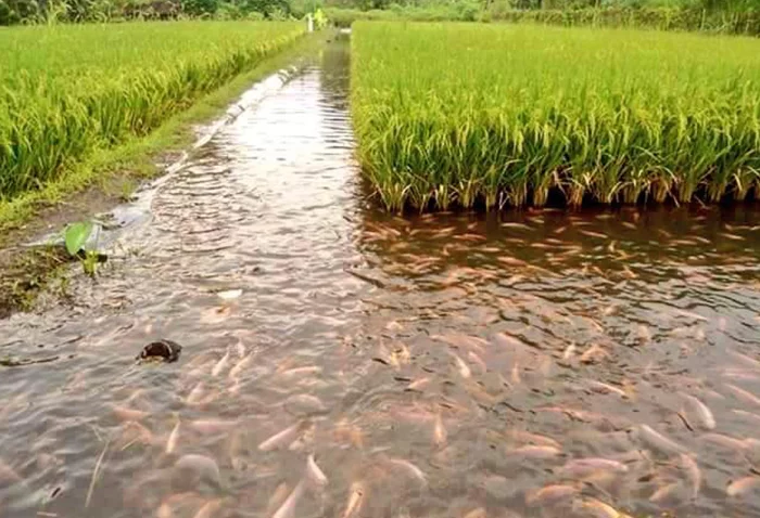 Зачем на рисовые поля запускают рыбу? Рис, Рисовые поля, Рыба, Выращивание, Интересное, Для чего?, Познавательно, Длиннопост, Зачем