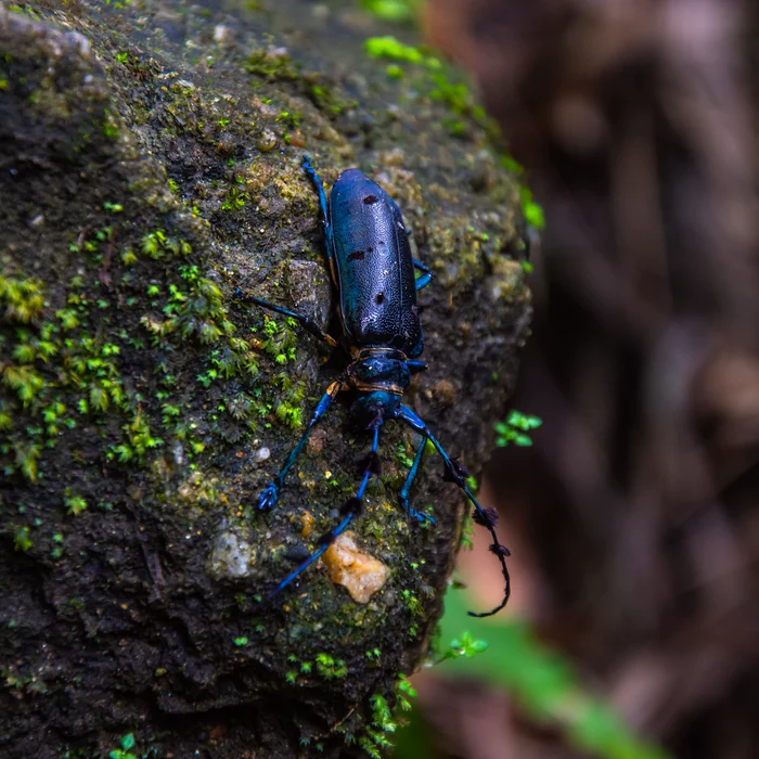 Vietnamese beetle on Vietnamese stone lives the life of Vietnamese beetle - My, The photo, Photographer, Жуки, Photo hunting, Nature, Vietnam, Nikon d7200, Insects