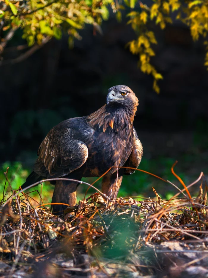 Golden eagle - the king of birds! - Birds, Predator birds, Golden Eagle, Golden eagle, Video, Longpost, Ornithology, Ornithology League