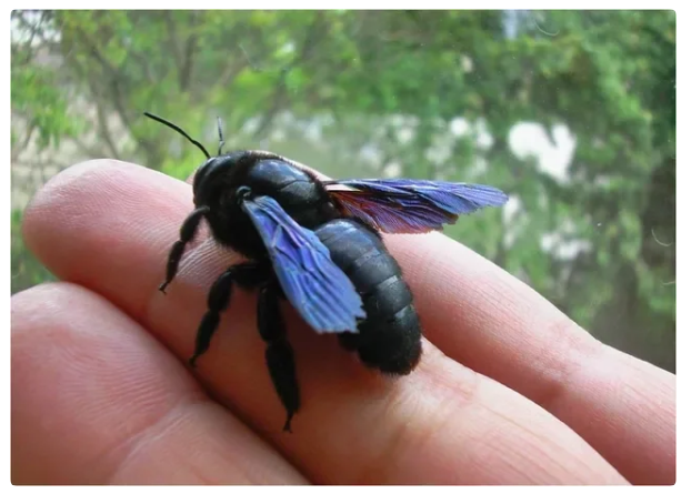 Пчела-плотник: Гигантское чёрное насекомое из деревни. Опасно ли оно? |  Пикабу
