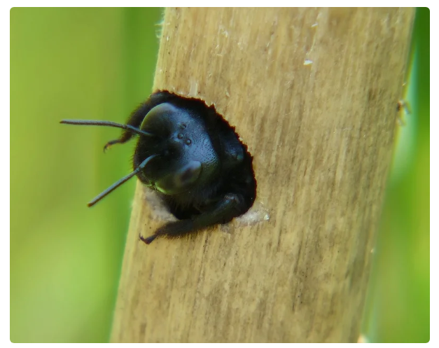 Carpenter Bee: A giant black insect from the village. Is it dangerous? - Bees, Insects, Animals, Yandex Zen, Longpost