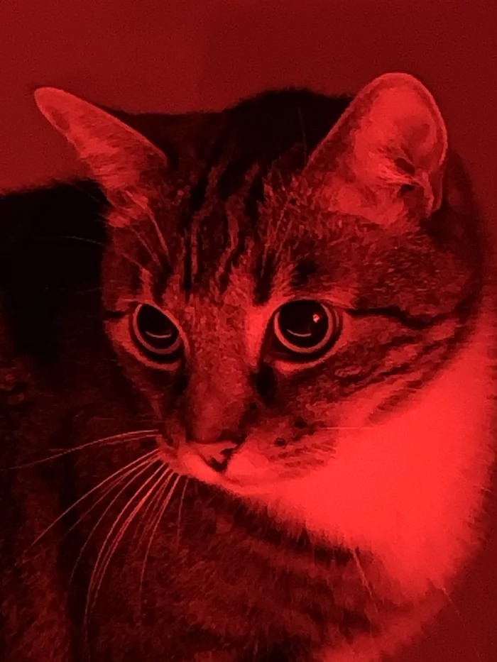 Cat and backlight - My, cat, Red, The photo, Mobile photography