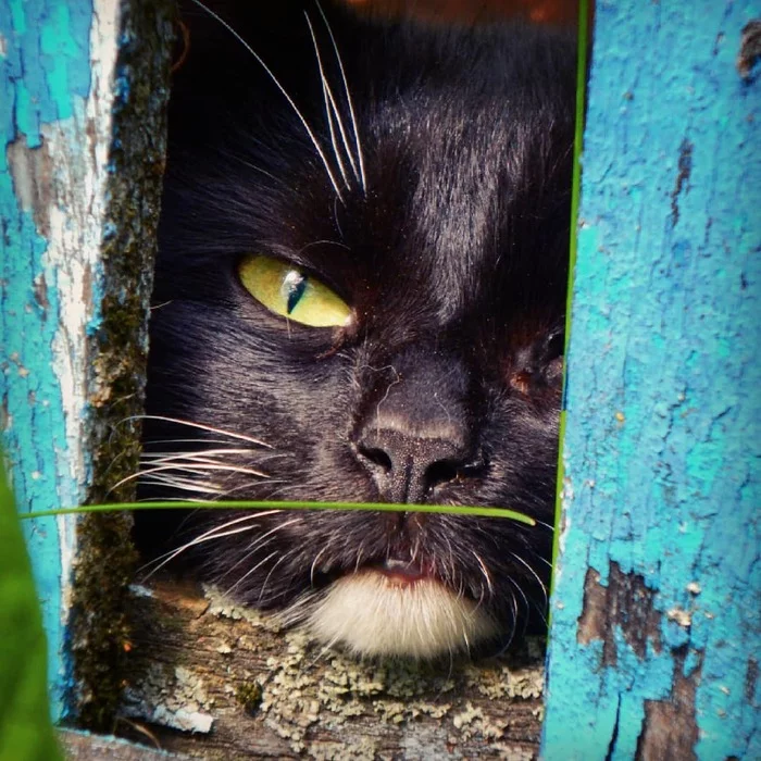 street cat - My, cat, The photo, Eyes, I want criticism, Courtyard