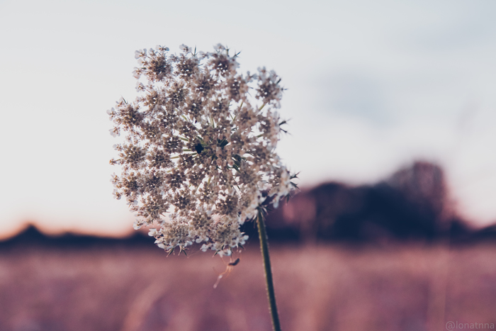    , , , , Sigma 17-50, Nikon d5300