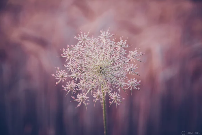 In the summer fields - My, The photo, Flowers, Macro photography, Summer, Sigma 17-50, Nikon d5300