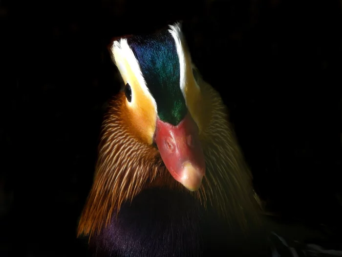 Mandarin duck - some warm colors on cloudy autumn days) - Birds, Waterfowl, Duck, Nature, Ornithology, Ornithology League, Longpost