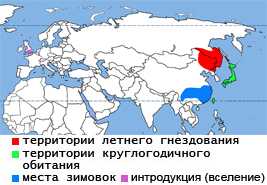 Нашли птенца ястреба что делать. Смотреть фото Нашли птенца ястреба что делать. Смотреть картинку Нашли птенца ястреба что делать. Картинка про Нашли птенца ястреба что делать. Фото Нашли птенца ястреба что делать